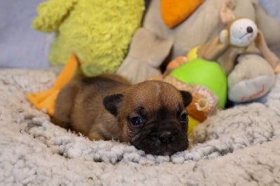 Les chiots de Bouledogue français