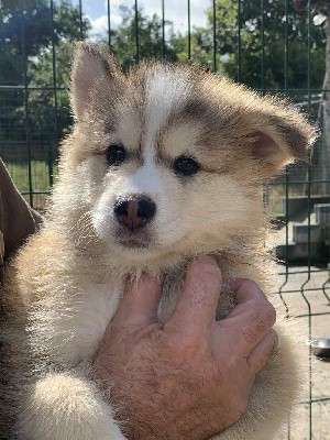 Chien finnois de Laponie
