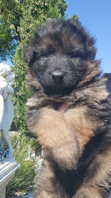 Les chiots de Berger Allemand Poil Long