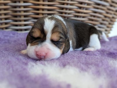 Les chiots de Beagle