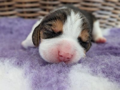 Les chiots de Beagle