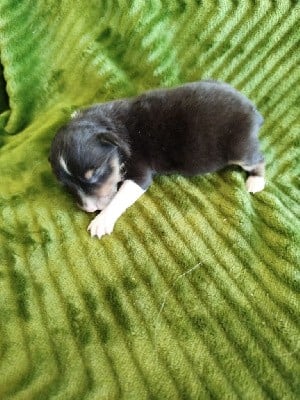Shetland Sheepdog