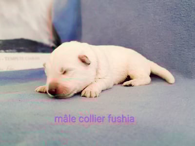 Les chiots de Berger Blanc Suisse
