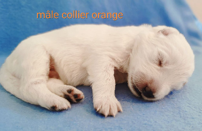 Les chiots de Berger Blanc Suisse