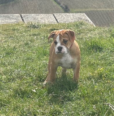 Les chiots de Bulldog continental