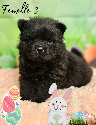CHIOT - Chow Chow