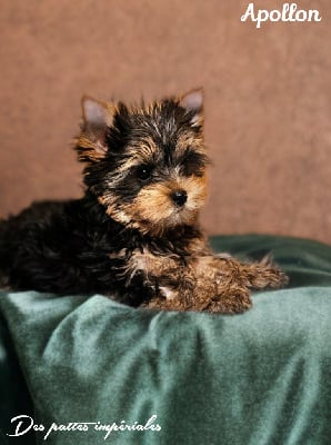 Les chiots de Yorkshire Terrier