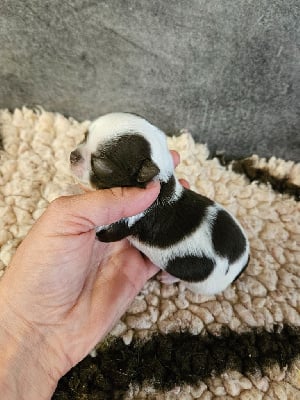 Miniature - Chihuahua