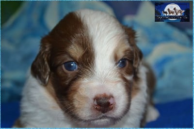 Les chiots de Berger Australien