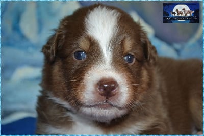 Les chiots de Berger Australien