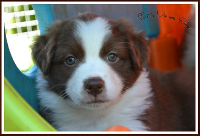 Les chiots de Berger Australien