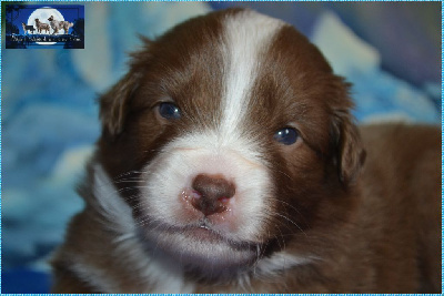 Les chiots de Berger Australien
