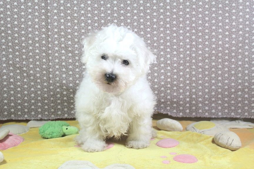 Atlas - Bichon Frise