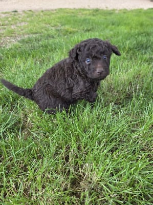 Les chiots de Lagotto Romagnolo
