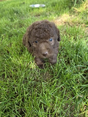 Les chiots de Lagotto Romagnolo