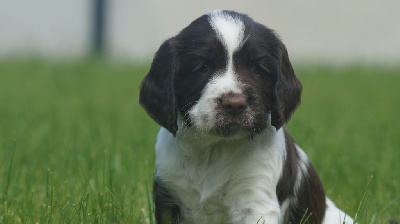 Les chiots de English Springer Spaniel