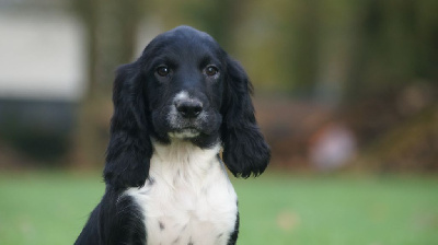 Les chiots de English Springer Spaniel