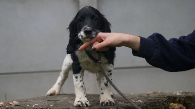 Les chiots de English Springer Spaniel