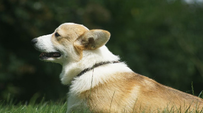 Les chiots de Welsh Corgi Pembroke