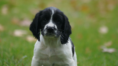 Les chiots de English Springer Spaniel