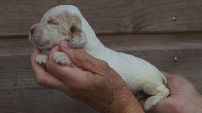 Cocker Spaniel Anglais