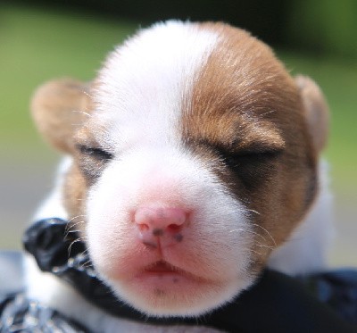 Parson Russell Terrier