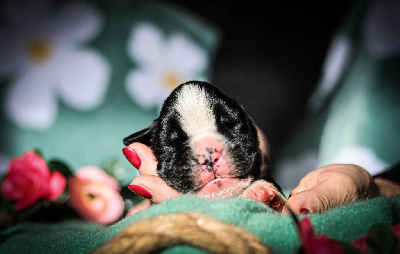 Les chiots de Boxer
