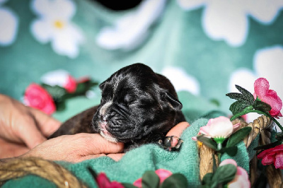 Les chiots de Boxer
