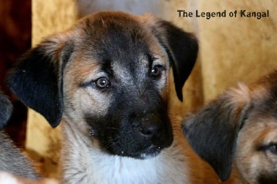 Les chiots de Berger Kangal
