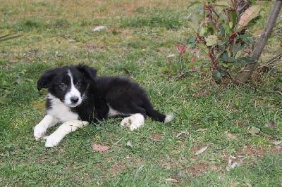 Les chiots de Border Collie