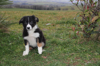 Les chiots de Border Collie