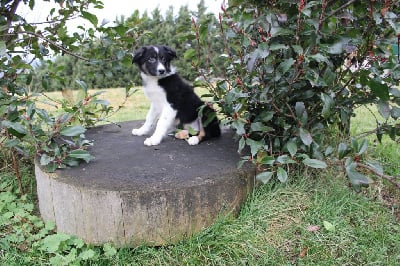Les chiots de Border Collie