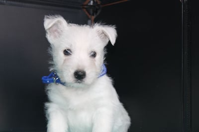 CHIOT 1 - West Highland White Terrier
