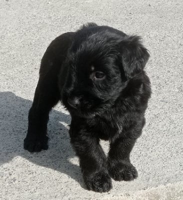 Les chiots de Berger de Brie