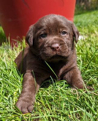 Femelle chocolat - Labrador Retriever