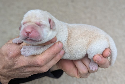 Les chiots de Labrador Retriever