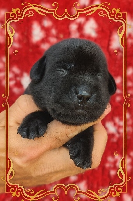 Les chiots de Labrador Retriever