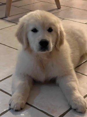 Les chiots de Golden Retriever