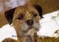 Étalon Border Terrier - Dim up pin up (Sans Affixe)