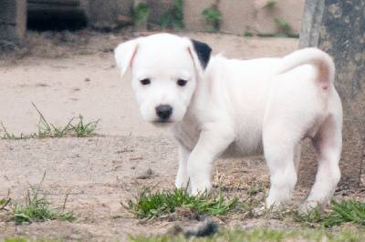 Vangelis - Parson Russell Terrier