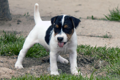 Vivien - Parson Russell Terrier