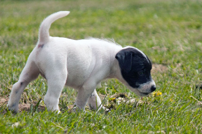 Vlad - Parson Russell Terrier