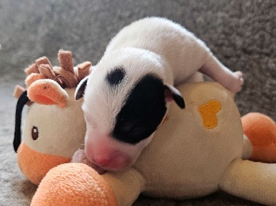 Jack Russell Terrier