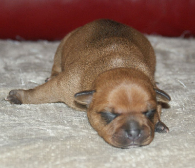 Staffordshire Bull Terrier