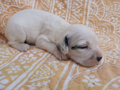 Les chiots de Setter Anglais