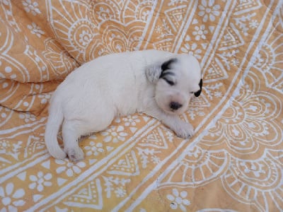Les chiots de Setter Anglais