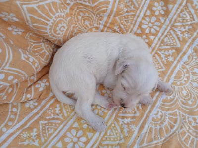 Les chiots de Setter Anglais