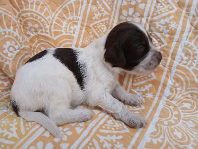 Les chiots de Setter Anglais