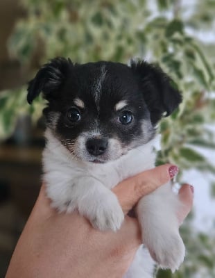 Valmy - Chihuahua