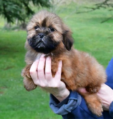 Les chiots de Lhassa Apso
